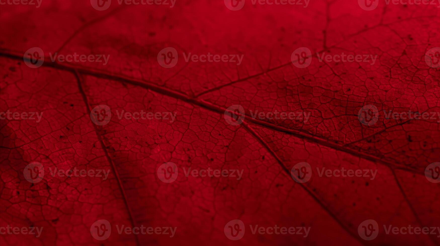 Close-Up of Leaf Against Neutral Background photo