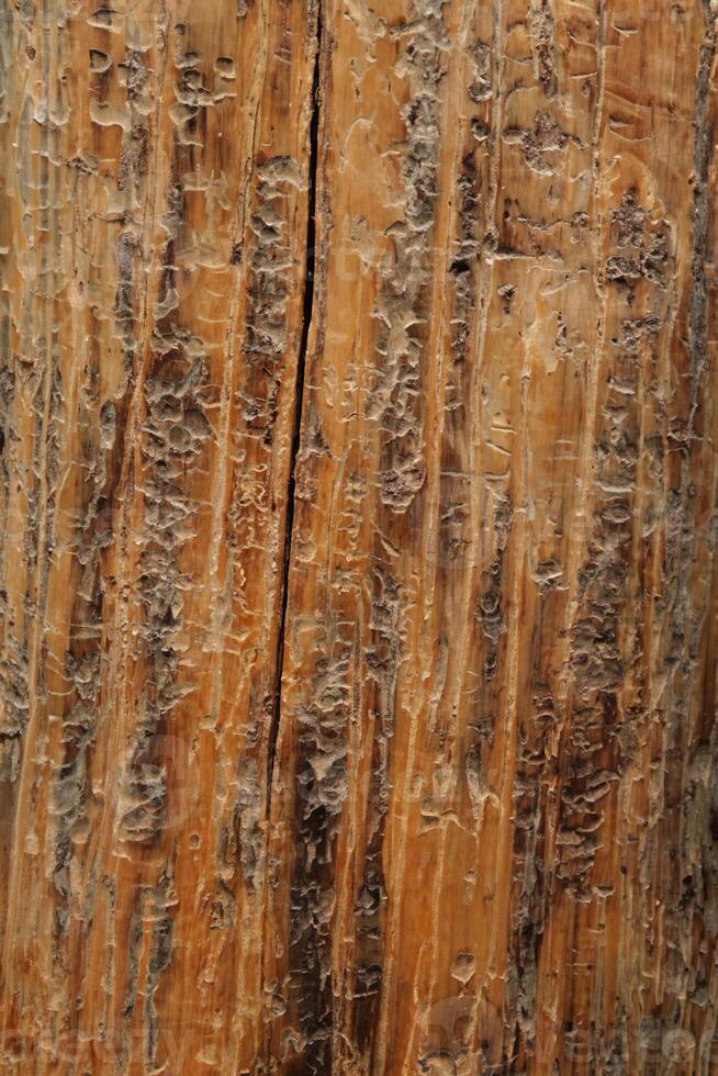 Close-up of Beetle-Trail Marks on Dead Whitebark Pine Trunk, Beartooth Mountains, Montana photo