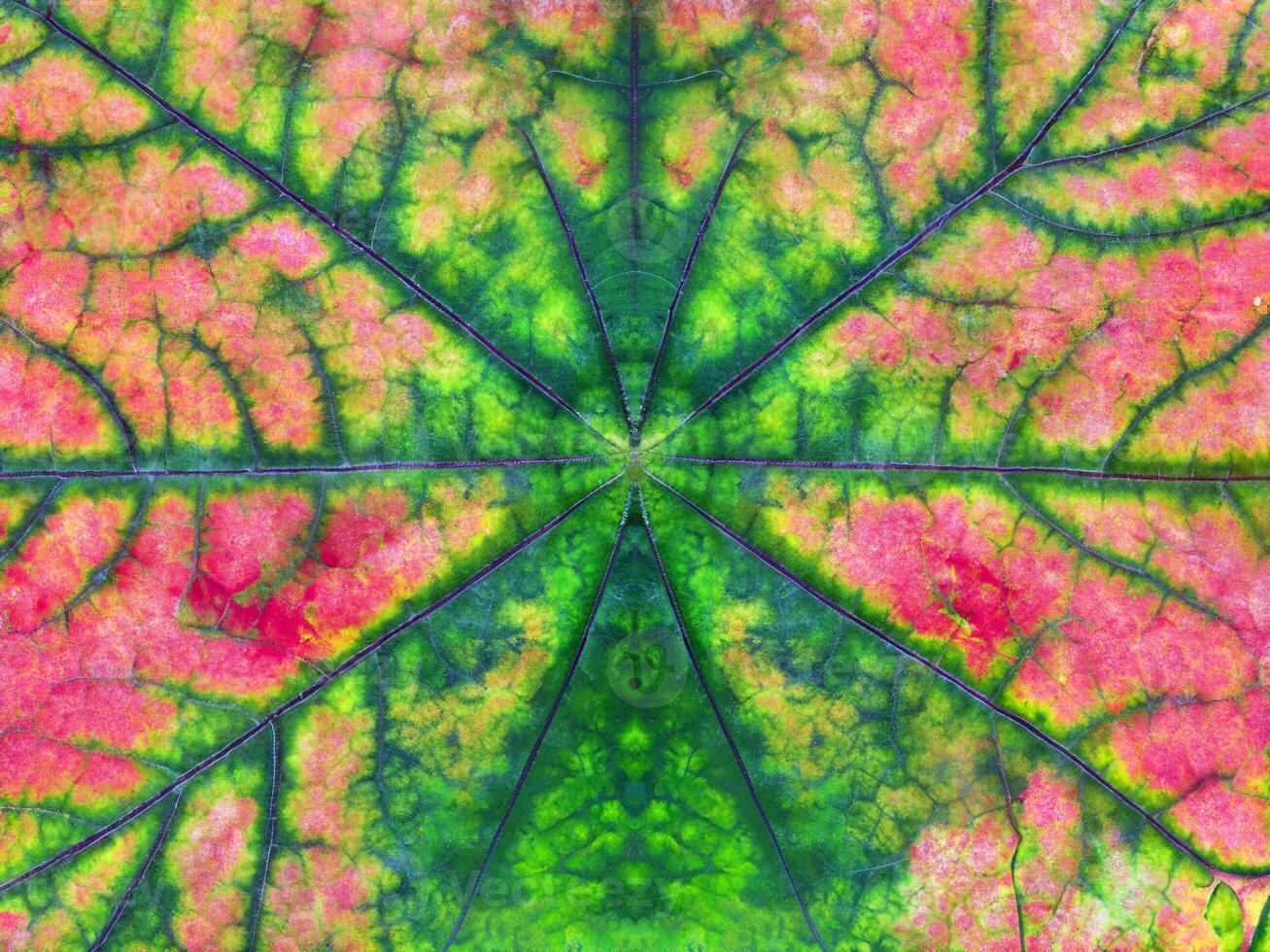 Close-Up of Vibrant Autumn Maple Leaf photo