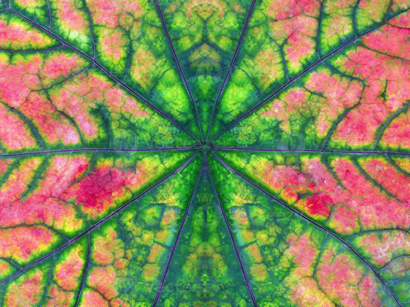 Close-Up of Vibrant Autumn Maple Leaf photo