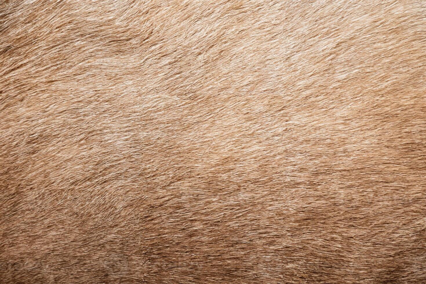 Close-Up of Fluffy Grizzly Bear Fur on Tabletop - Natural Wildlife Texture for Background and Wallpaper photo