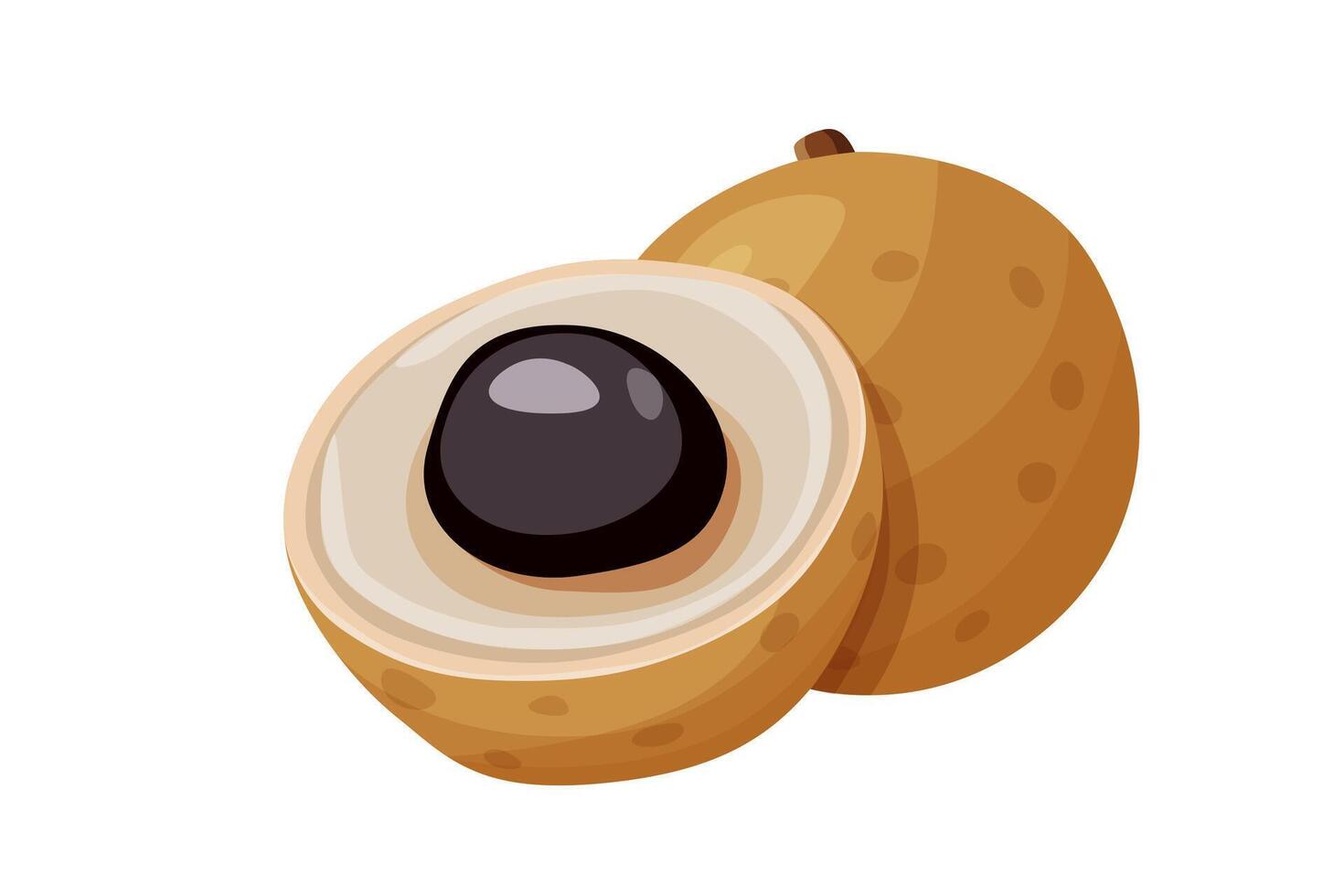 Longan on white background vector