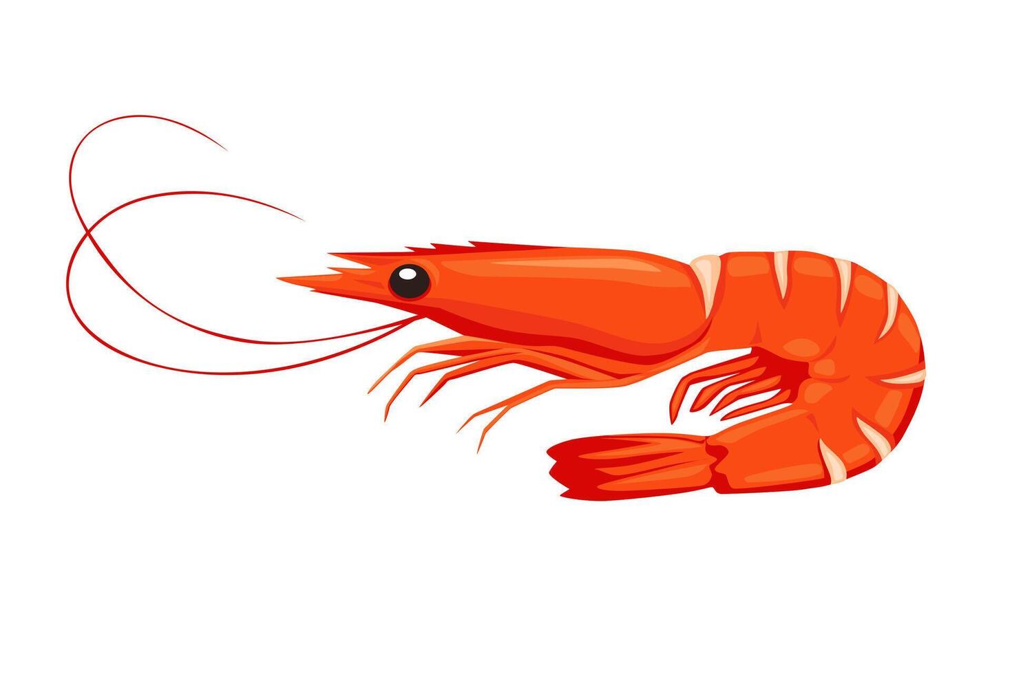Red cooked shrimp and hand drawn shrimp isolated on white background vector
