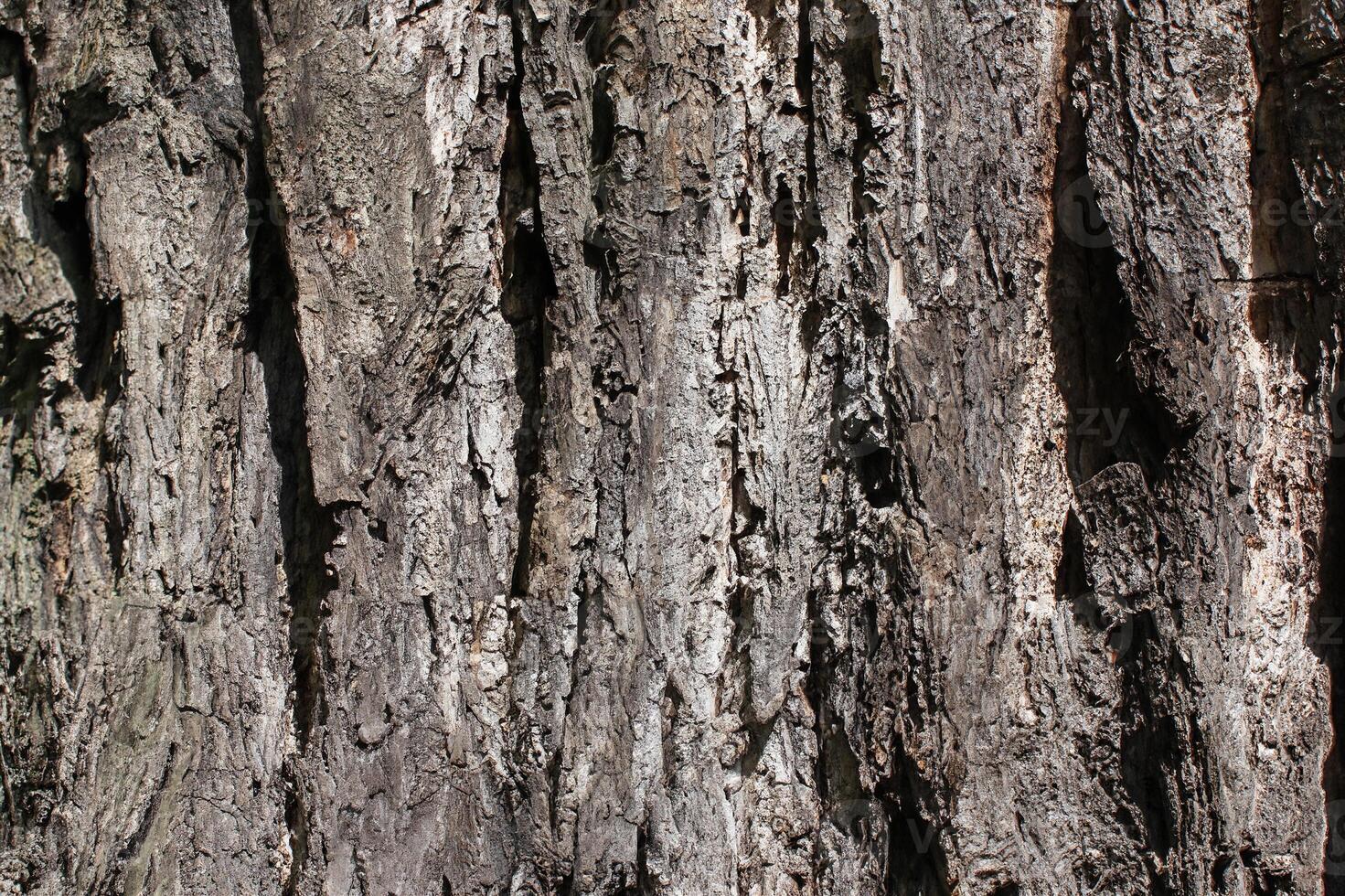Close-Up of Ash Tree Bark Texture, Germany photo