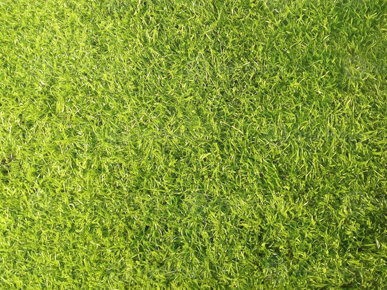 Top View, Blurred Green Artificial Turf Texture for Design photo