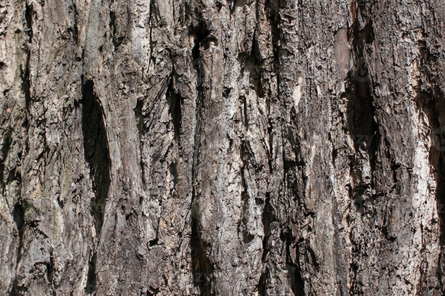 Close-Up of Ash Tree Bark Texture, Germany photo