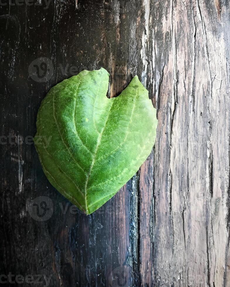 Green Heart-Shaped Leaf on Wooden Surface photo