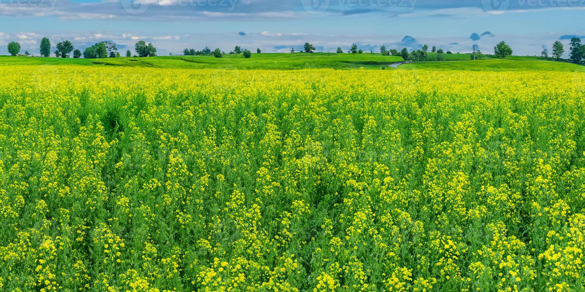 Vibrant canola fields under a clear blue sky with distant trees photo