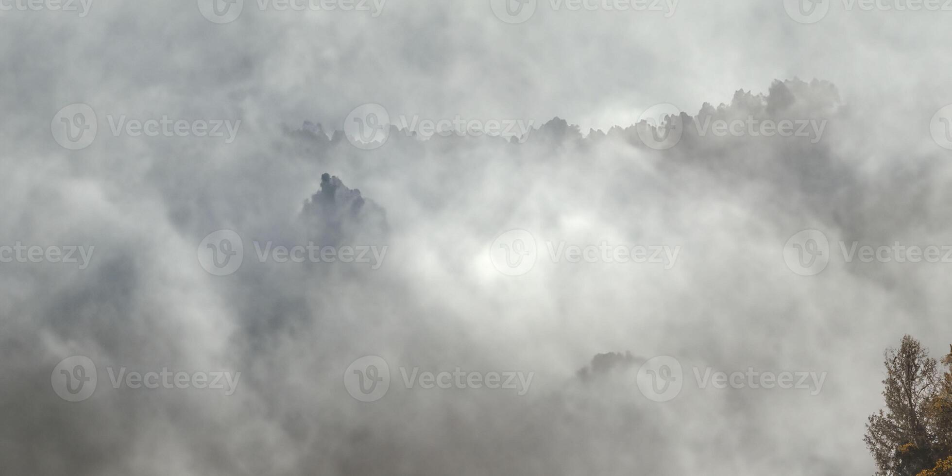 Misty forest serene landscape of trees shrouded in fog and cloudy atmosphere photo