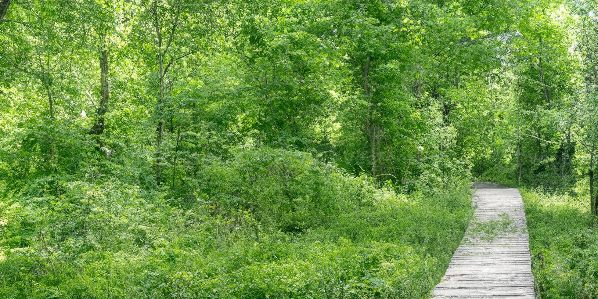 Serene forest pathway through lush greenery in summer photo
