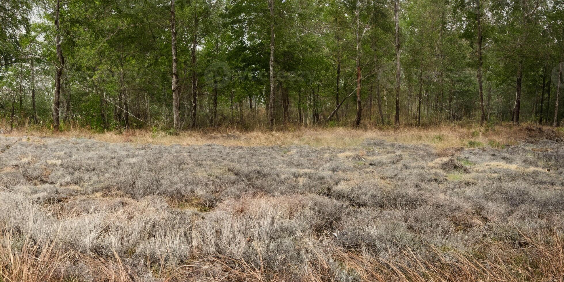 Tranquil forest landscape with lush green trees and grassy clearing photo