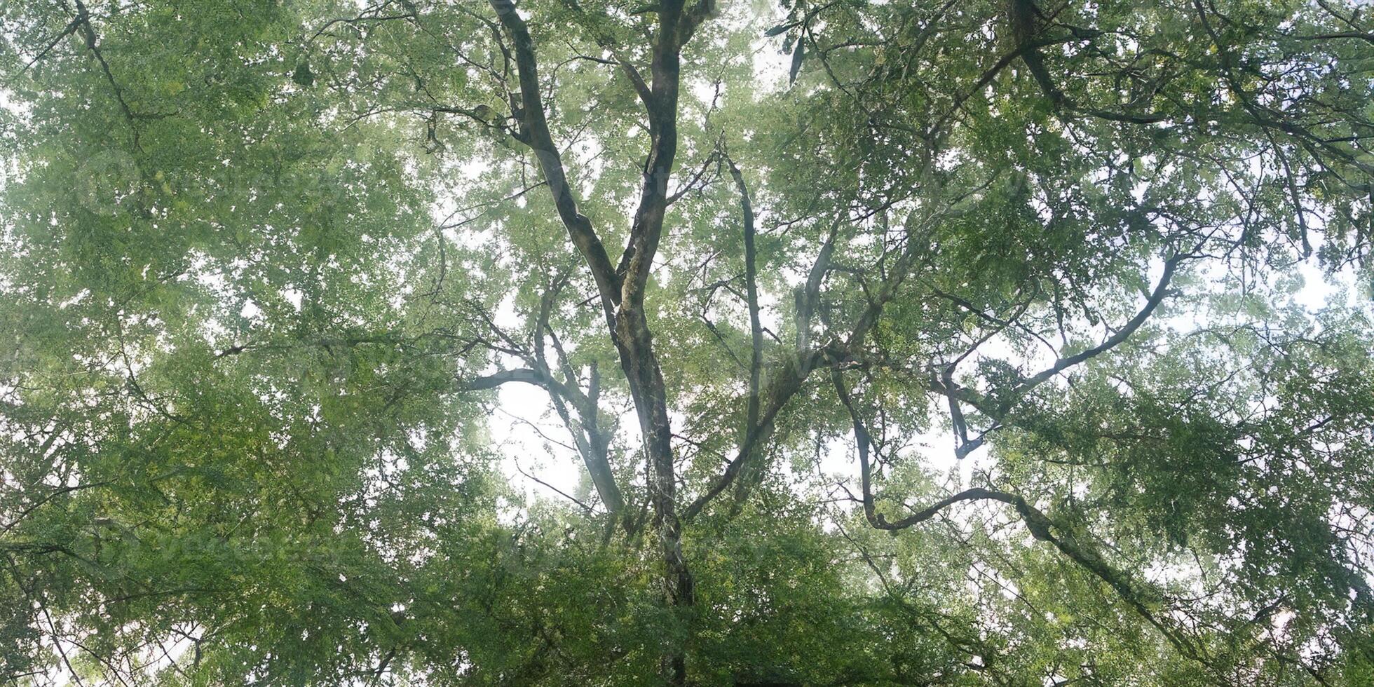 Serene canopy of lush green trees in natural daylight photo