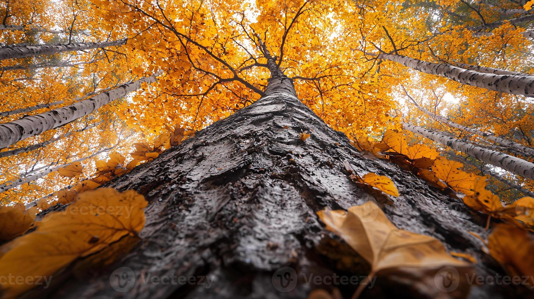 Nature Background, High-Resolution Wallpaper for a Serene and Stunning View photo
