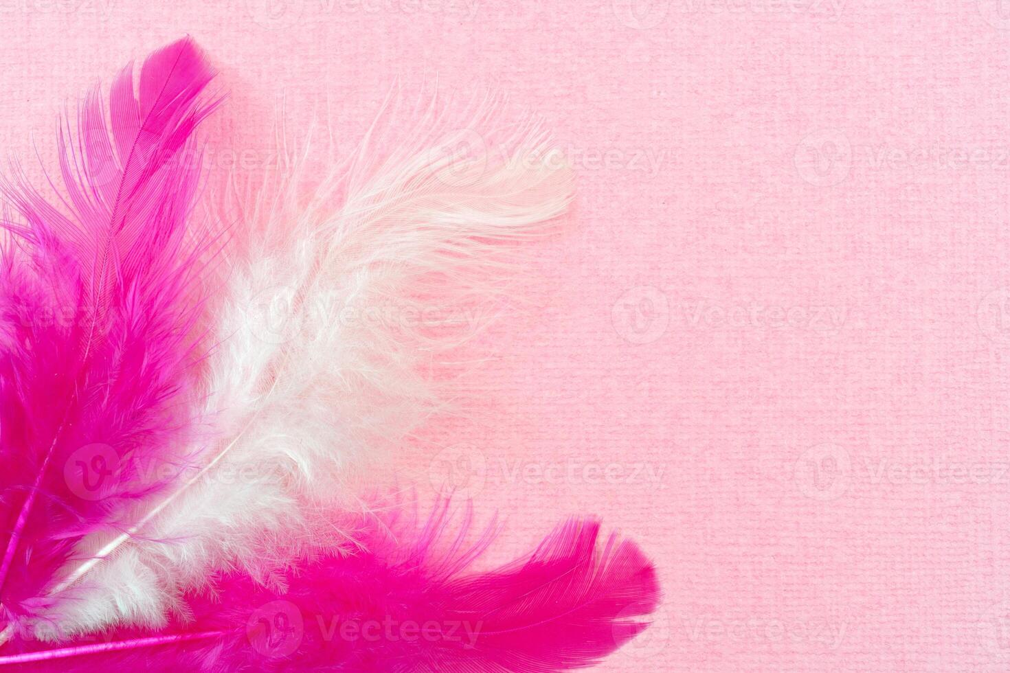 White and pink bird feathers on an abstract pink background. Holiday valentine's day greeting card. photo