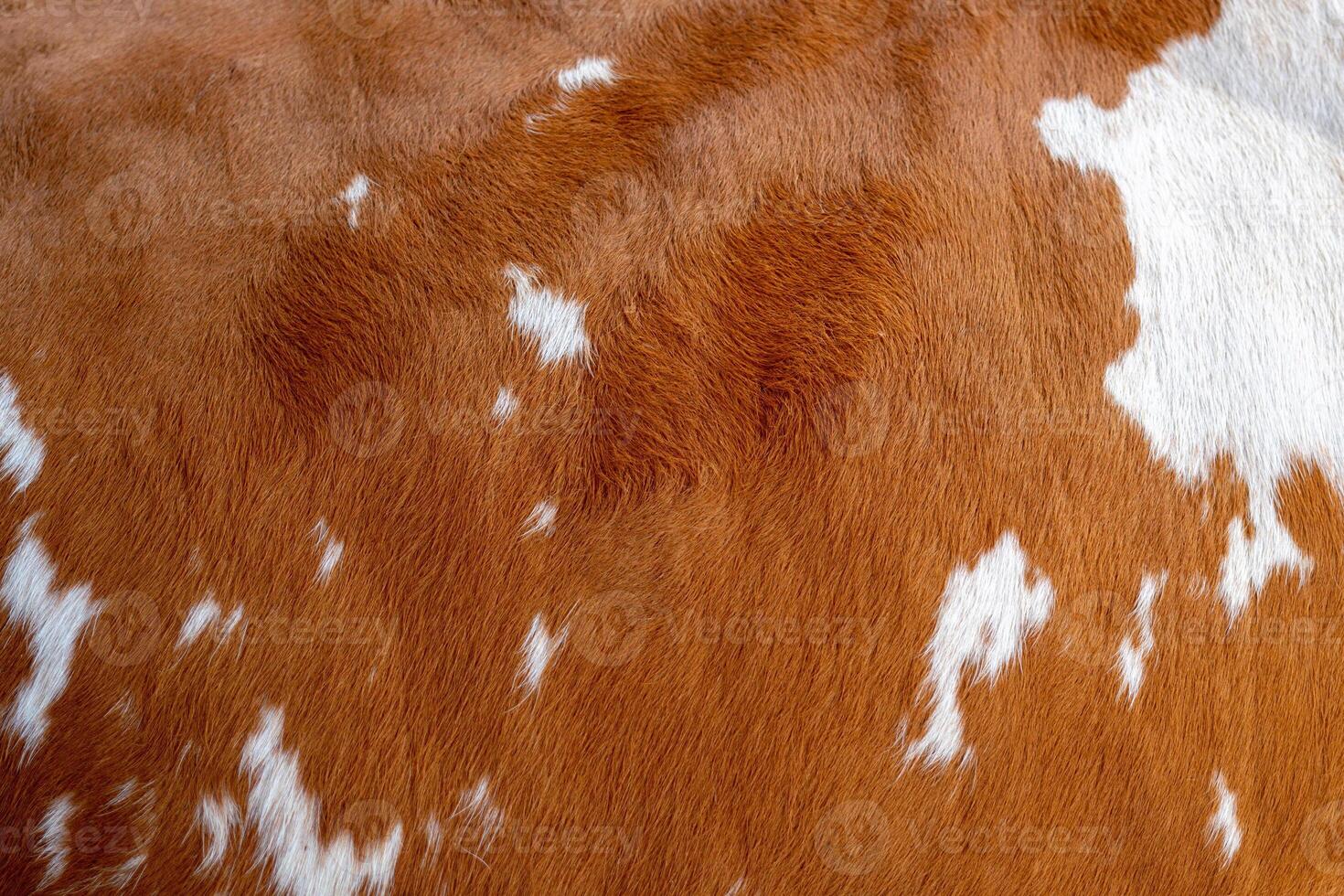 Texture of brown Cow Coat. Fragment. White and brown spots. photo