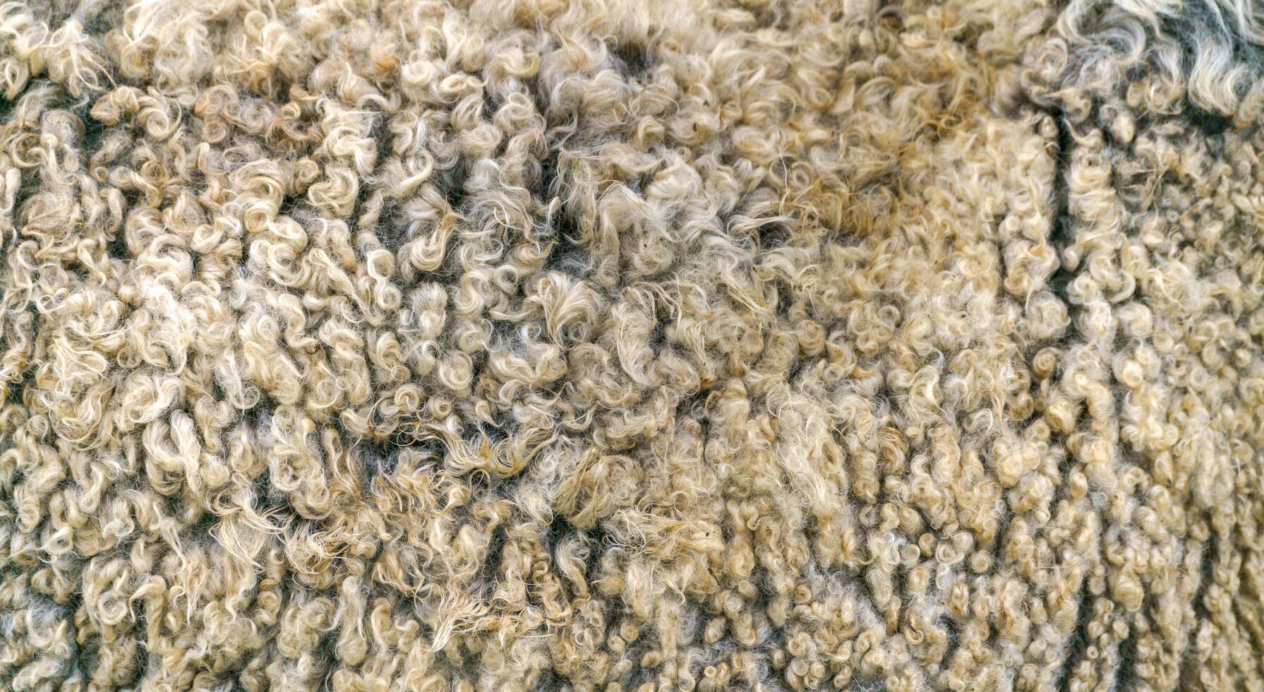 Sheep wool texture. Golden fleece - sheep fur. photo