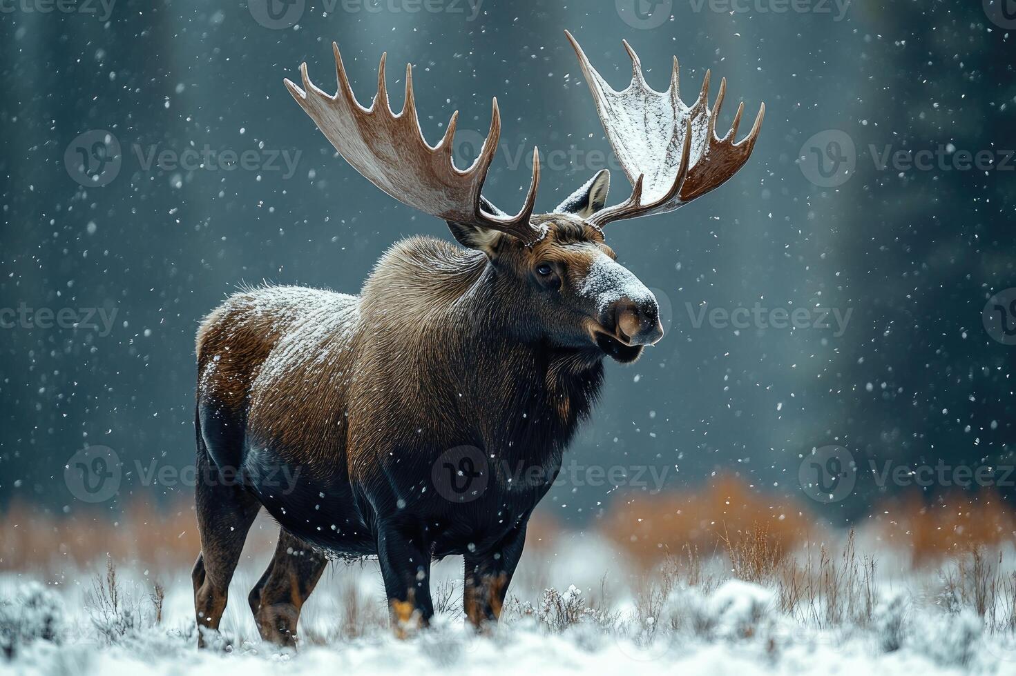 Large bull moose standing in snowfall with antlers covered in snow photo