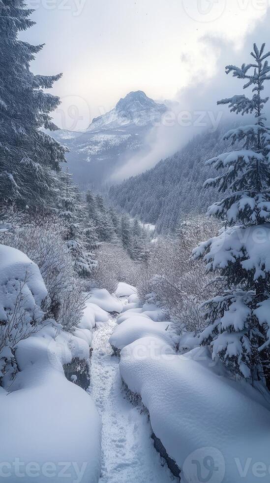 Fog rolling through snowy mountains covered in pine trees photo