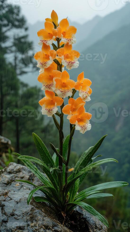 Yellow orchids blooming under the rain in a lush forest photo