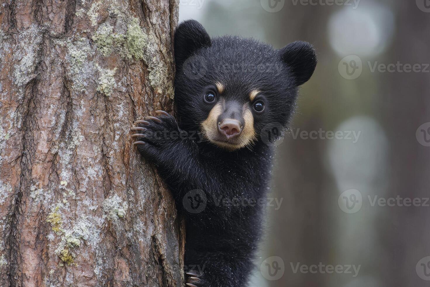 Black bear cub peeking around tree trunk in forest photo