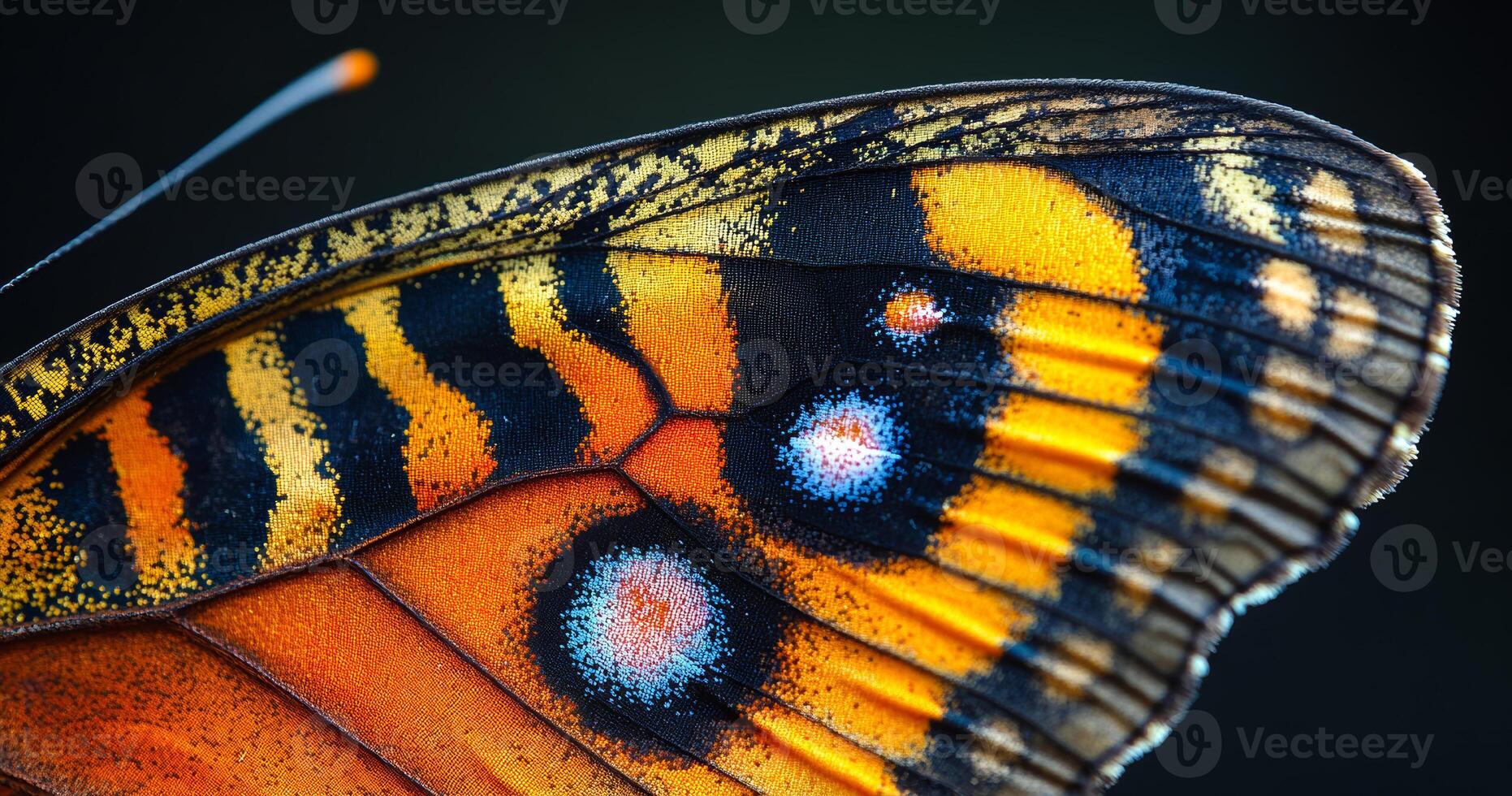 The butterfly's wing is orange and black with a white dot in the center. The wing is also striped photo