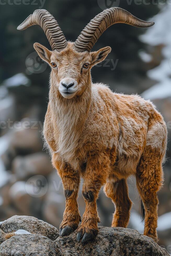 A goat with long horns stands on a rock. The goat is brown and white in color photo