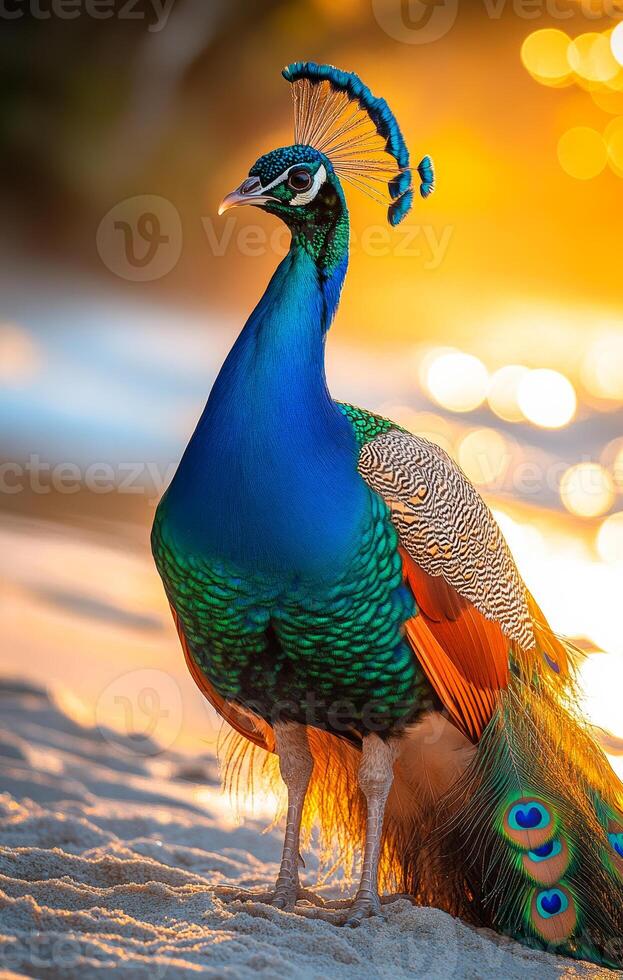 A beautiful blue and orange peacock stands on a sandy beach. The bird's feathers are vibrant and eye-catching, and it seems to be enjoying the warm sun and the peaceful surroundings photo