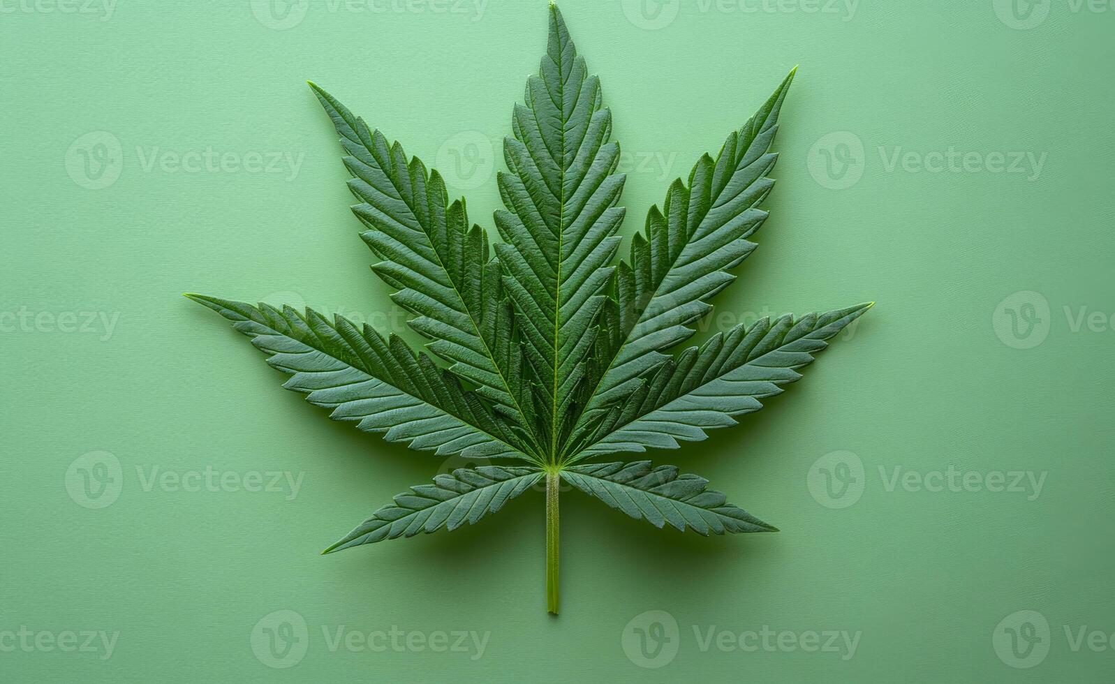 A leaf of a marijuana plant is shown on a green background. The leaf is large and has a distinct shape, with a pointed tip and a wide base. Concept of natural beauty photo
