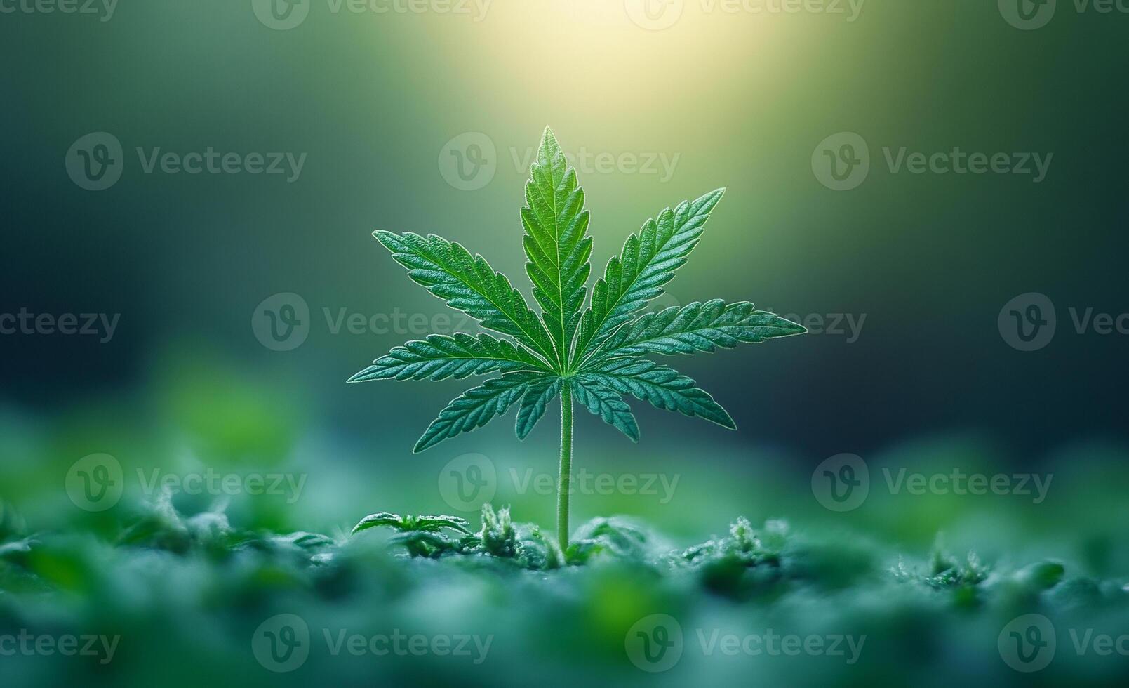 A small green marijuana plant with a stem and leaves. The plant is growing in a field of green grass photo
