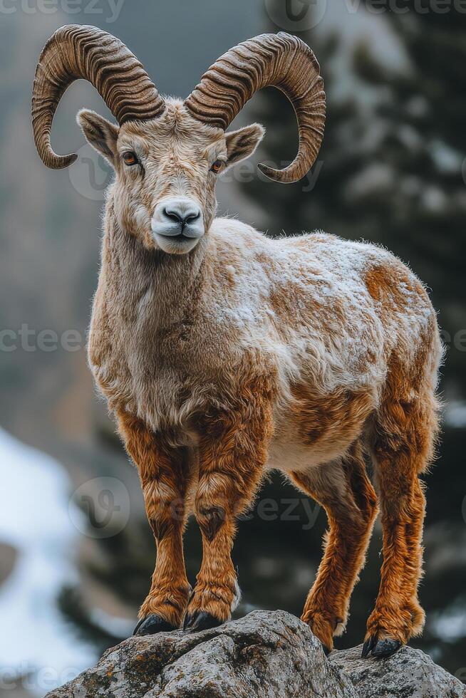 A ram with horns is standing on a rock in the snow. The ram is brown and white, and it looks like it is looking at the camera. The image has a peaceful and serene mood photo