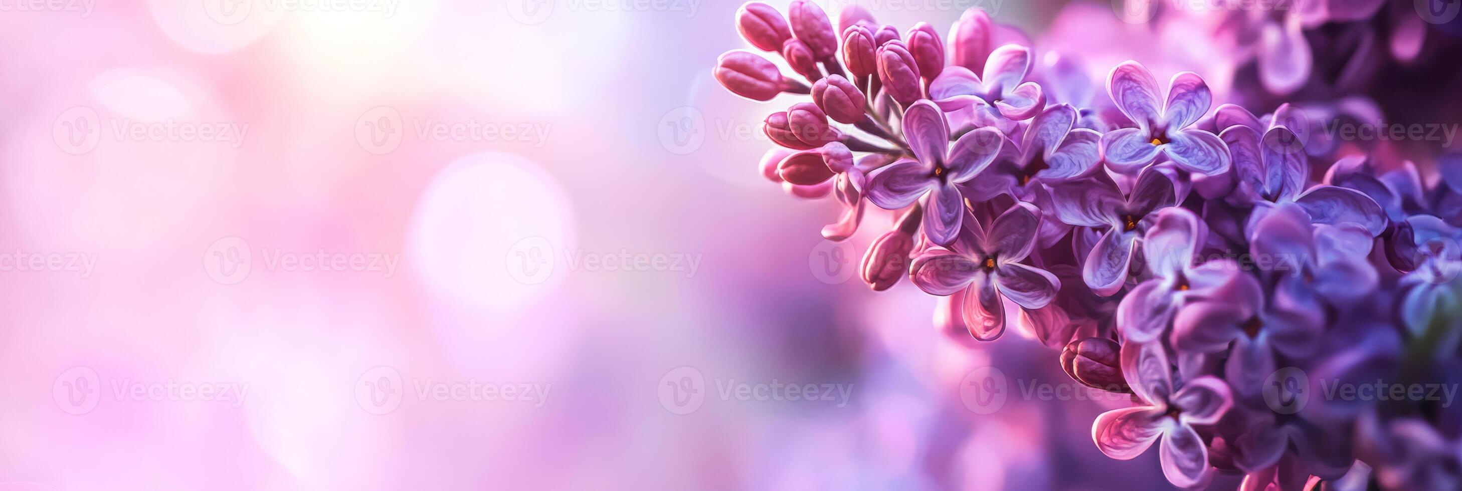 A blooming lilac bush with rich purple flowers stands in a serene outdoor setting against a blurred bokeh background, ideal for nature lovers to appreciate its beauty and tranquility photo