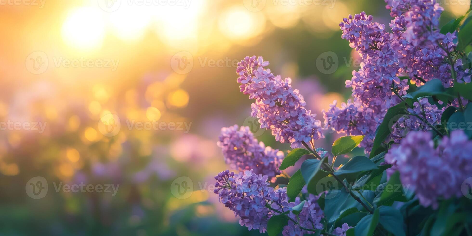A stunning lilac bush flowers majestically in the warm and inviting glow of the sunrise, creating a picturesque and serene outdoor scene that offers ample copy space for creative expression photo