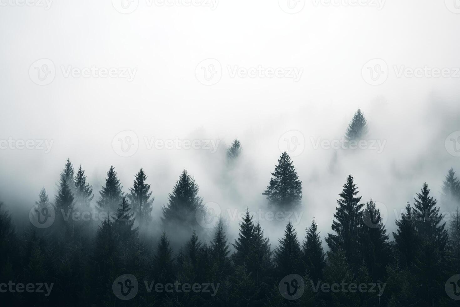 In a foggy forest, towering pine trees reach into the misty sky, creating a serene atmosphere that encourages contemplation and evokes tranquility and peace throughout the landscape photo