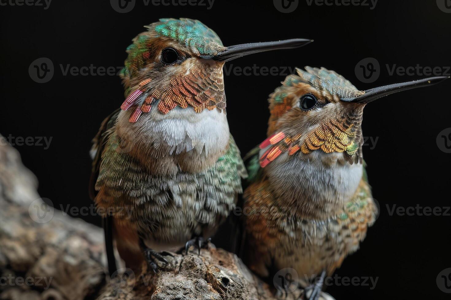 The hummingbird standing on the roated isolated on black background photo