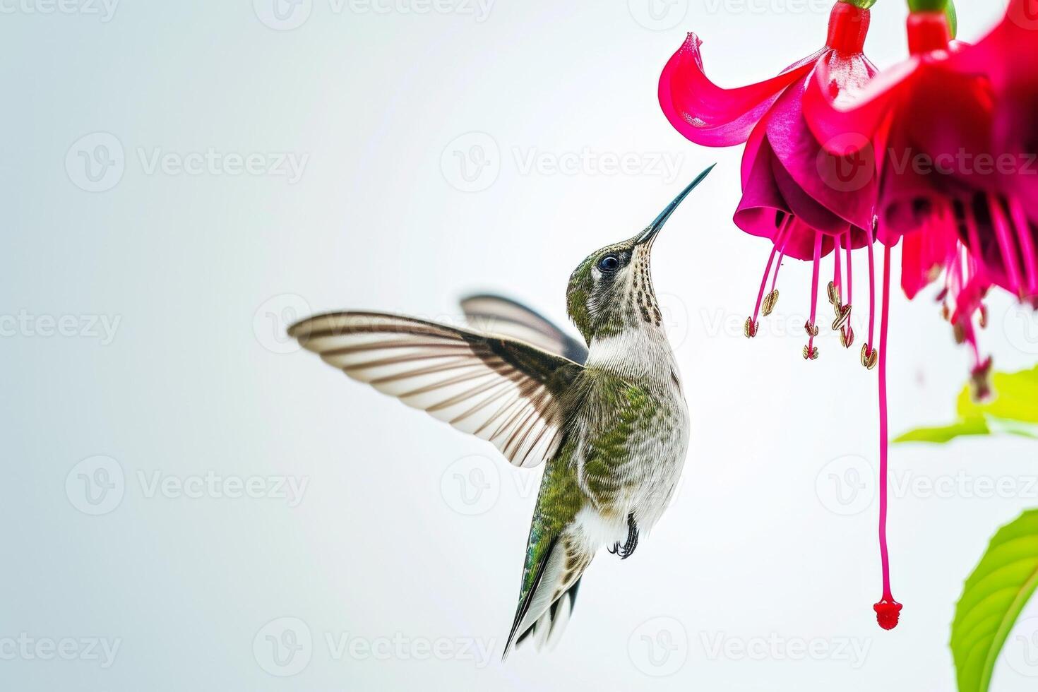 The hummingbird and fuchsia flower photo