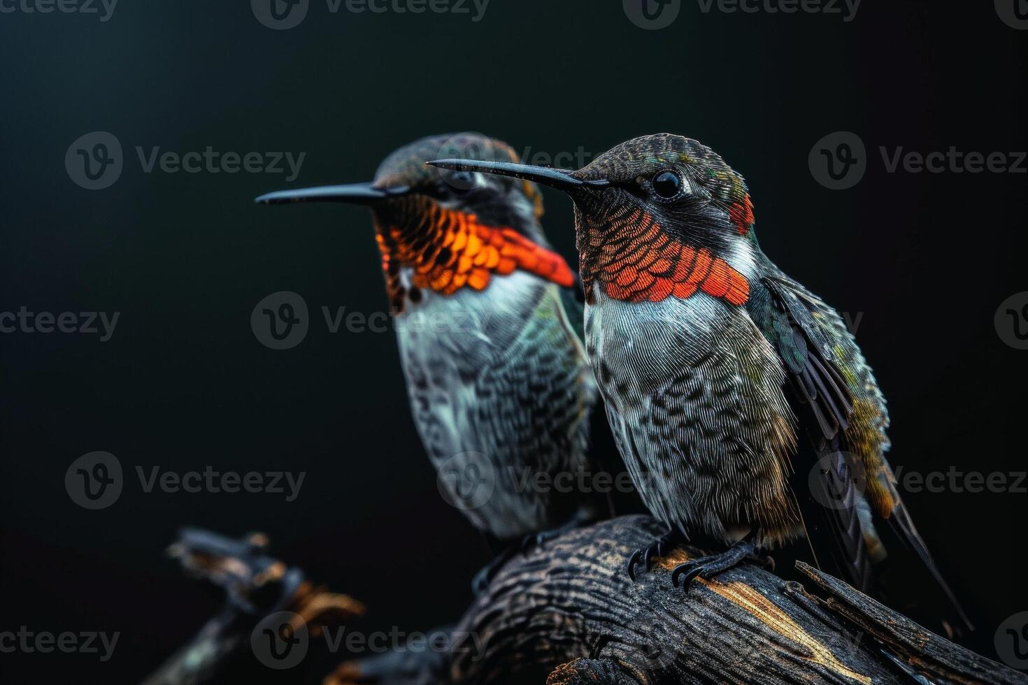 the couple ruby throated standing on the roated in studio isolated on black background photo