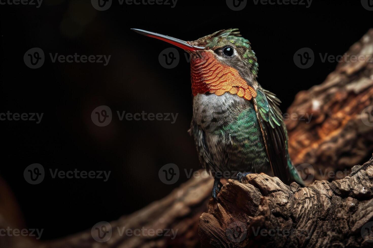 violet crowned hummingbird on the roated in studio isolated on black background photo