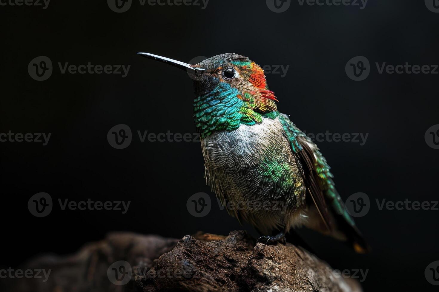 The broad tailed hummingbird on the roated in studio photo