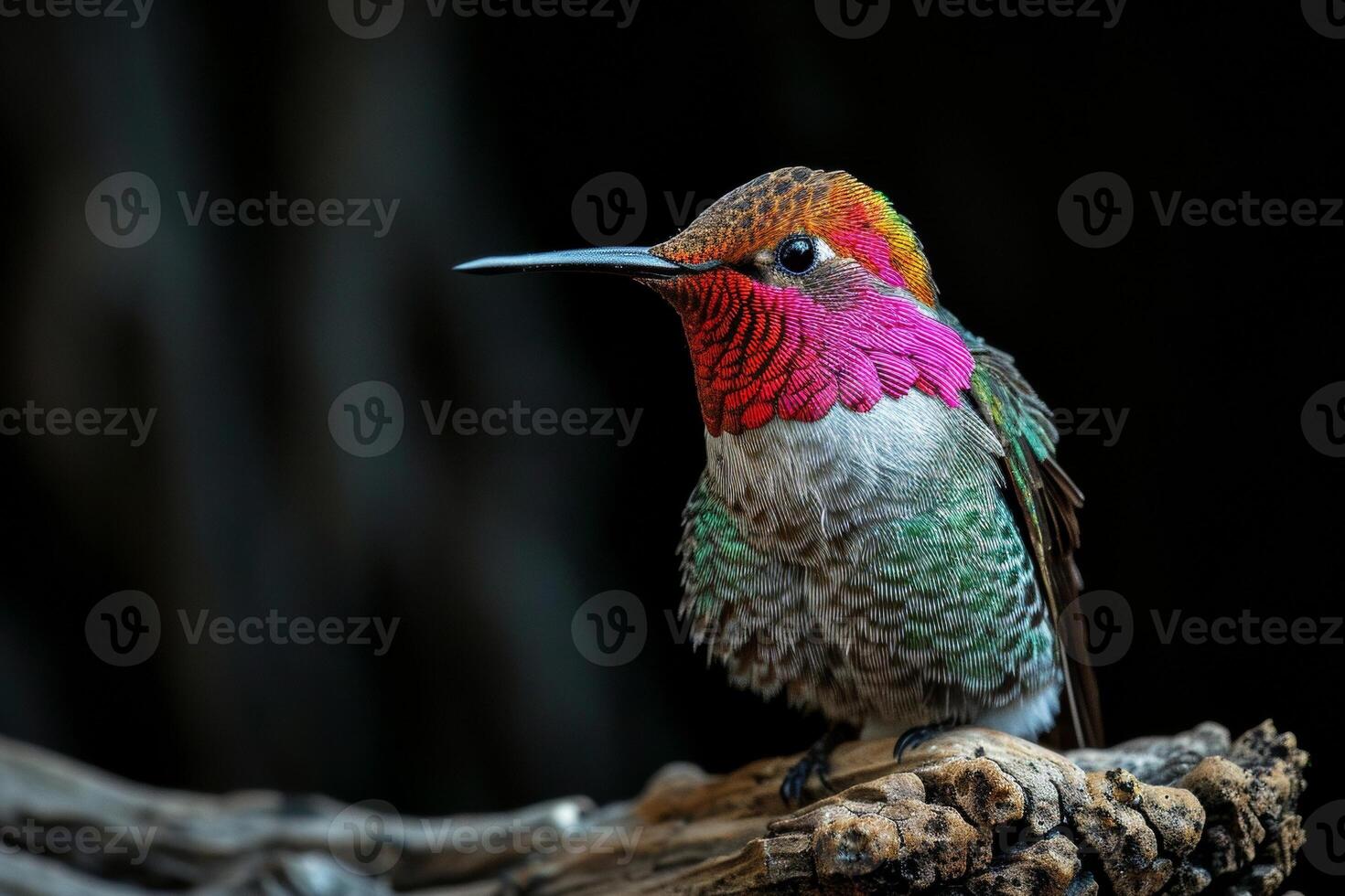 The Anas hummingbird on the roated in studio photo