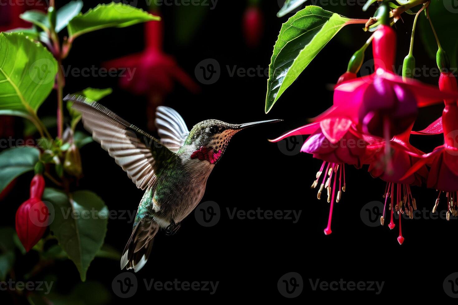 The Hummingbird and fuchsia flower photo