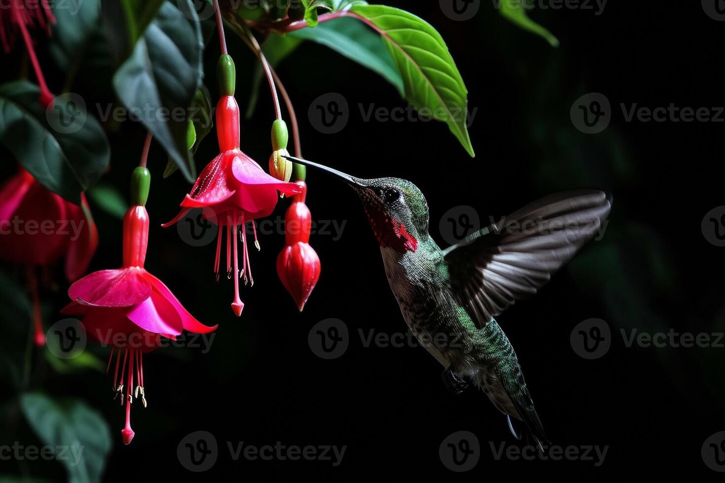 The Hummingbird and Columbine flower photo