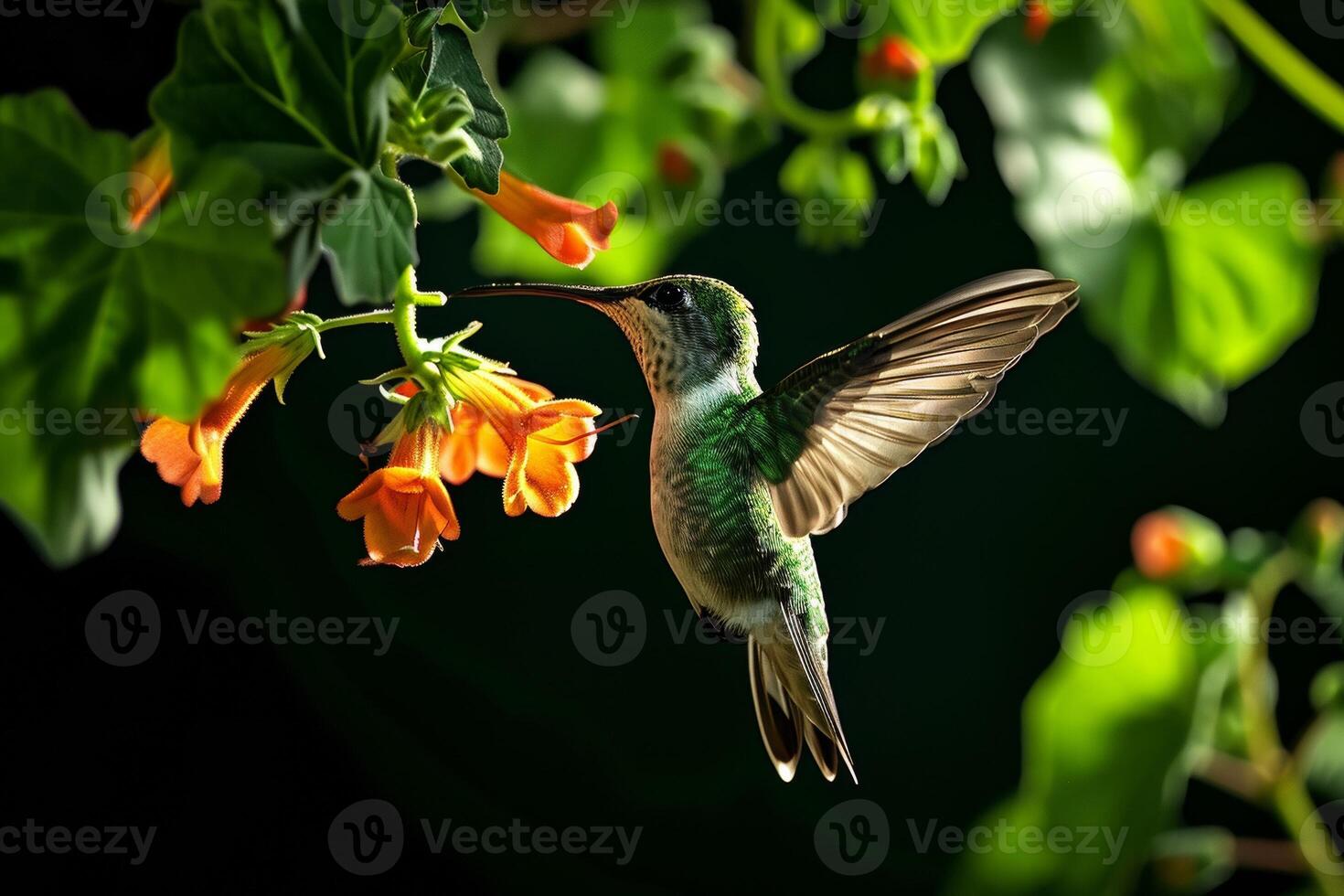 The Hummingbird and Columbine flower photo