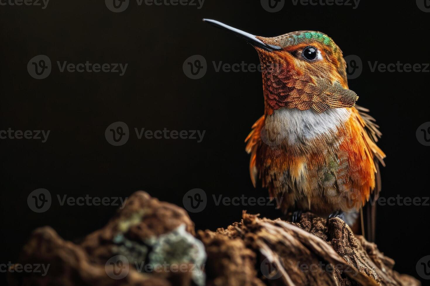 The hummingbird on the roated in studio isolated on black background photo