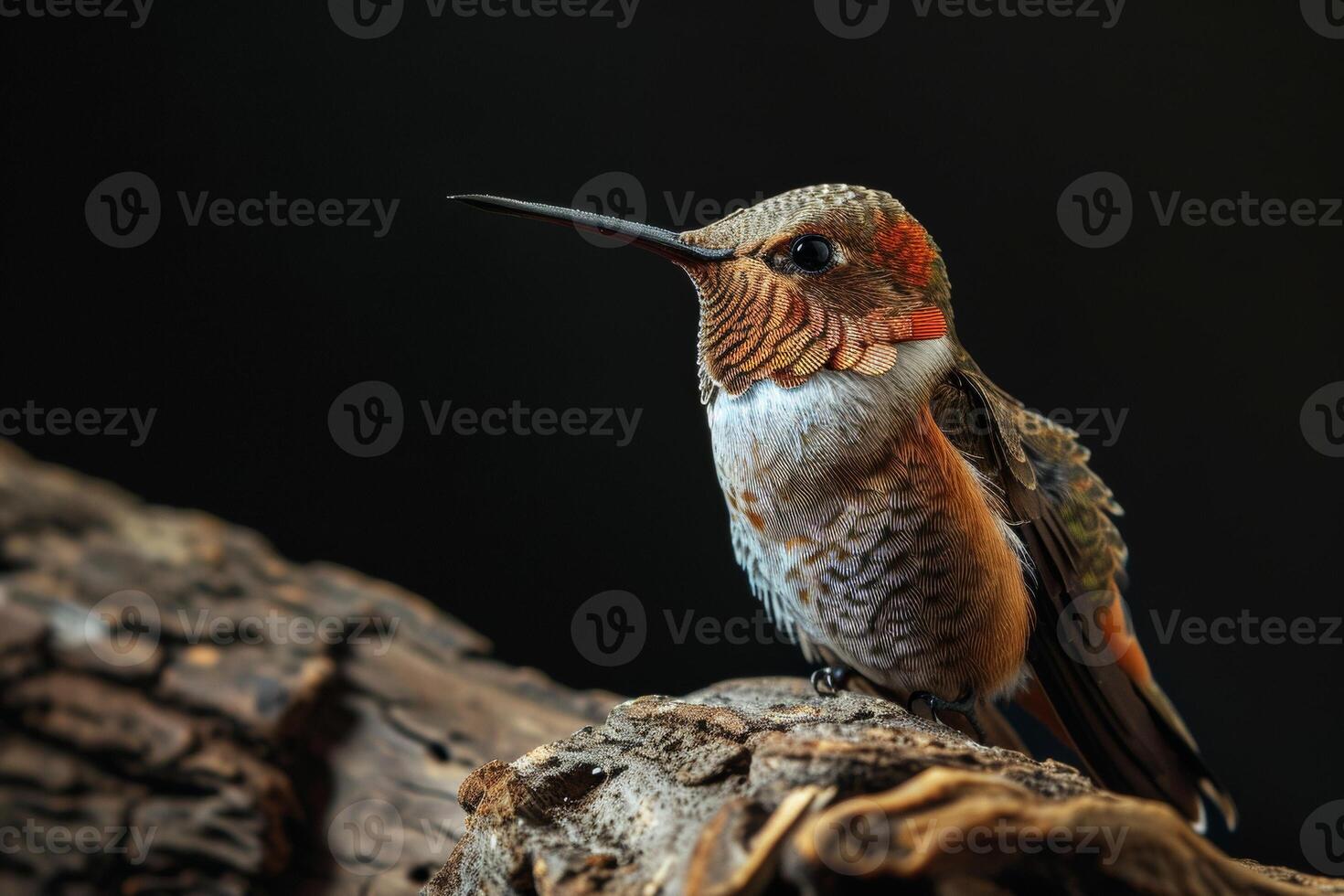 The humming bird on the roated in studio, isolated on black background photo