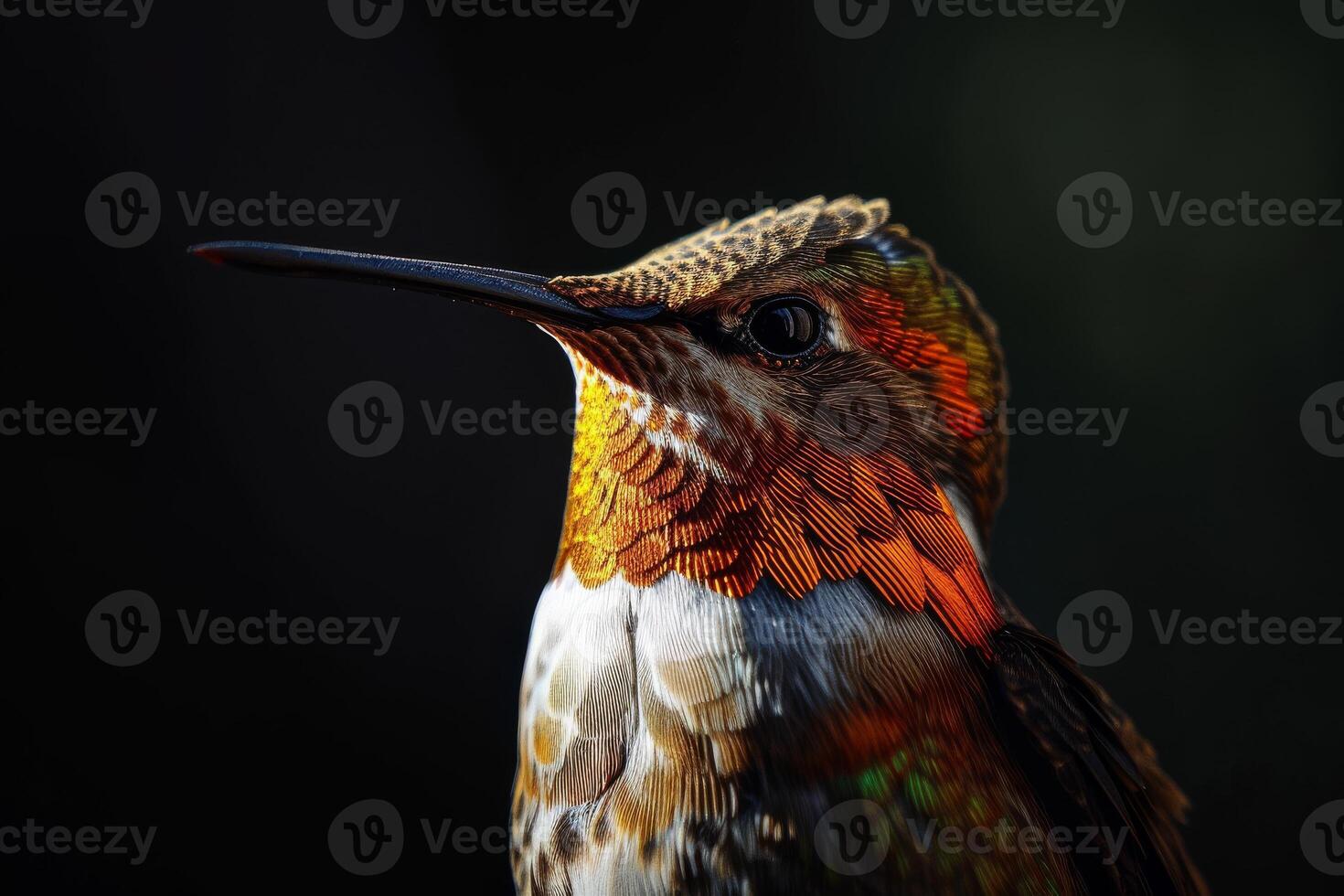 Humming bird in the studio, isolated on black background photo