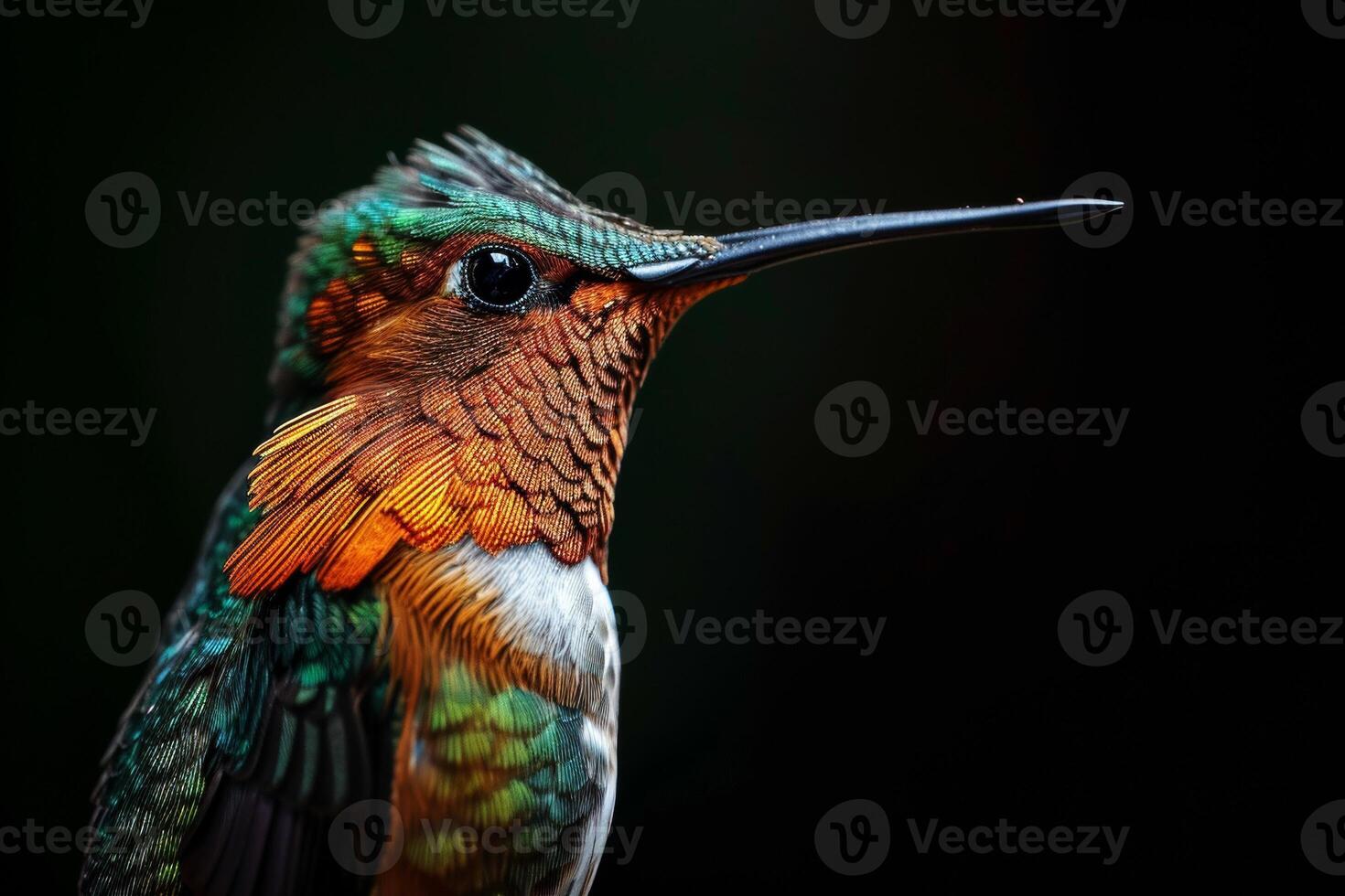 Humming bird in the studio, isolated on black background photo