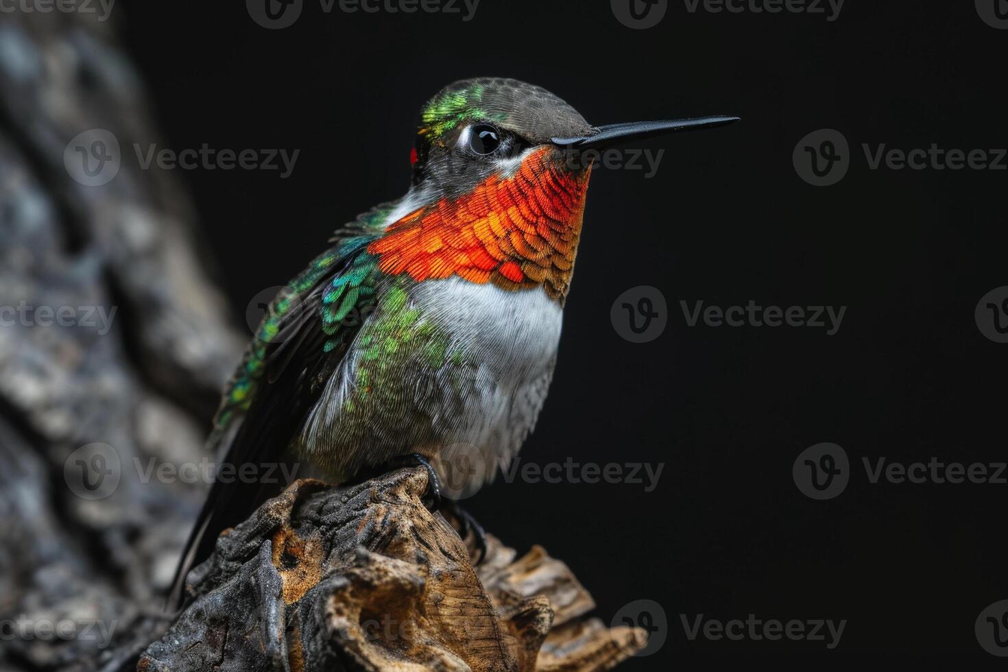 Ruby Throated hummingbird on the roated in studio isolated on black background photo