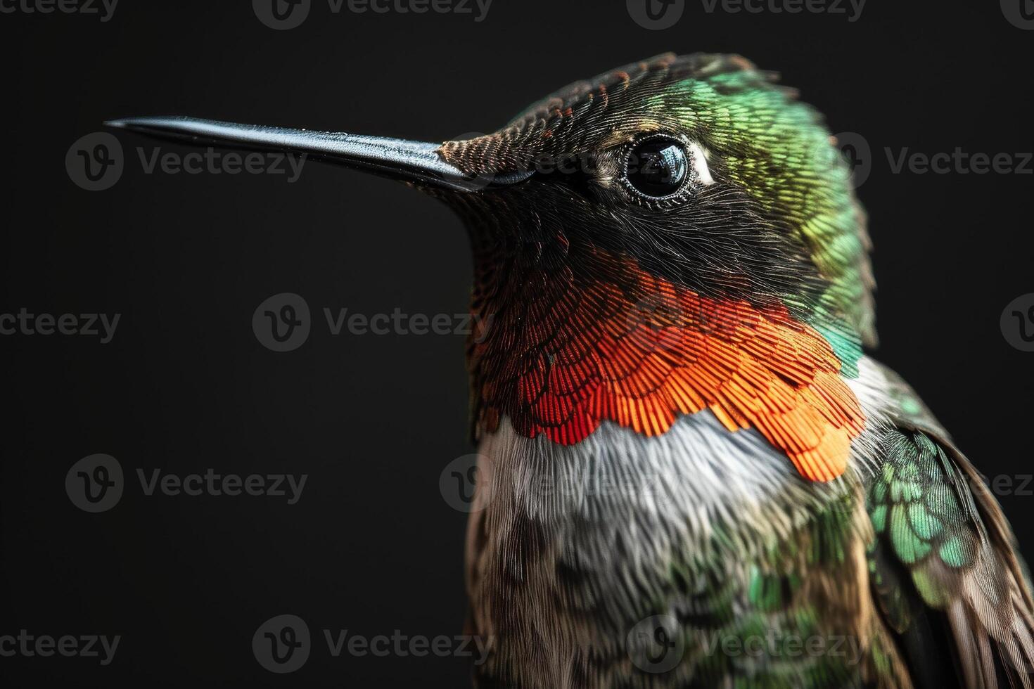 Ruby Throated hummingbird in studio isolated on black background photo