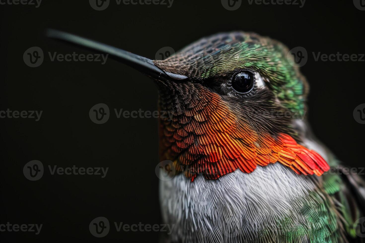 Ruby Throated hummingbird in studio isolated on black background photo
