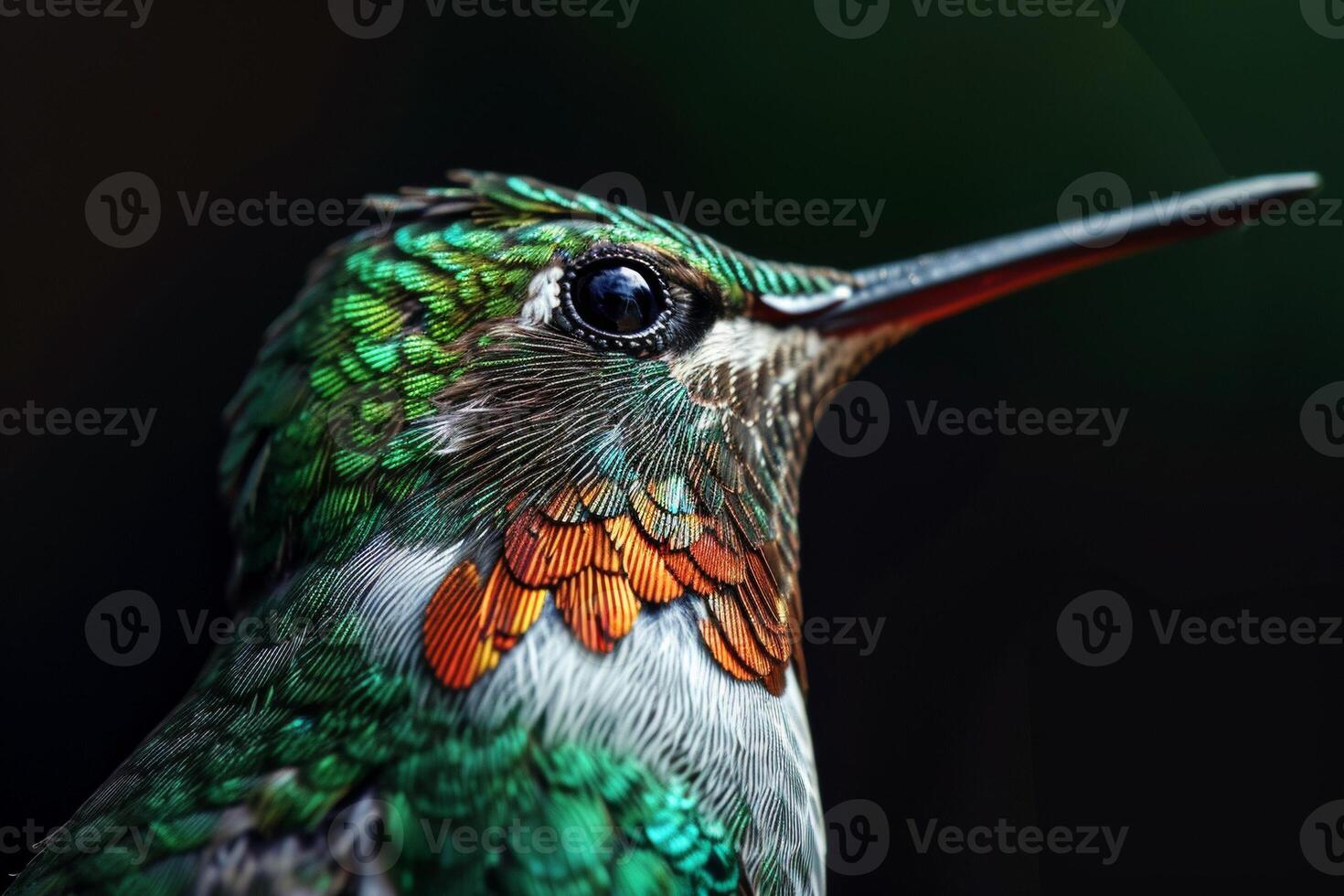 Violet crowned hummingbird in studio isolated on black background photo